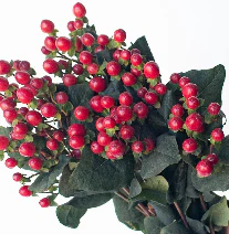 Build Your Own Wildflower Box (10 bunch minimum) - Image 41