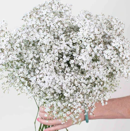 Build Your Own Wildflower Box (10 bunch minimum) - Image 48