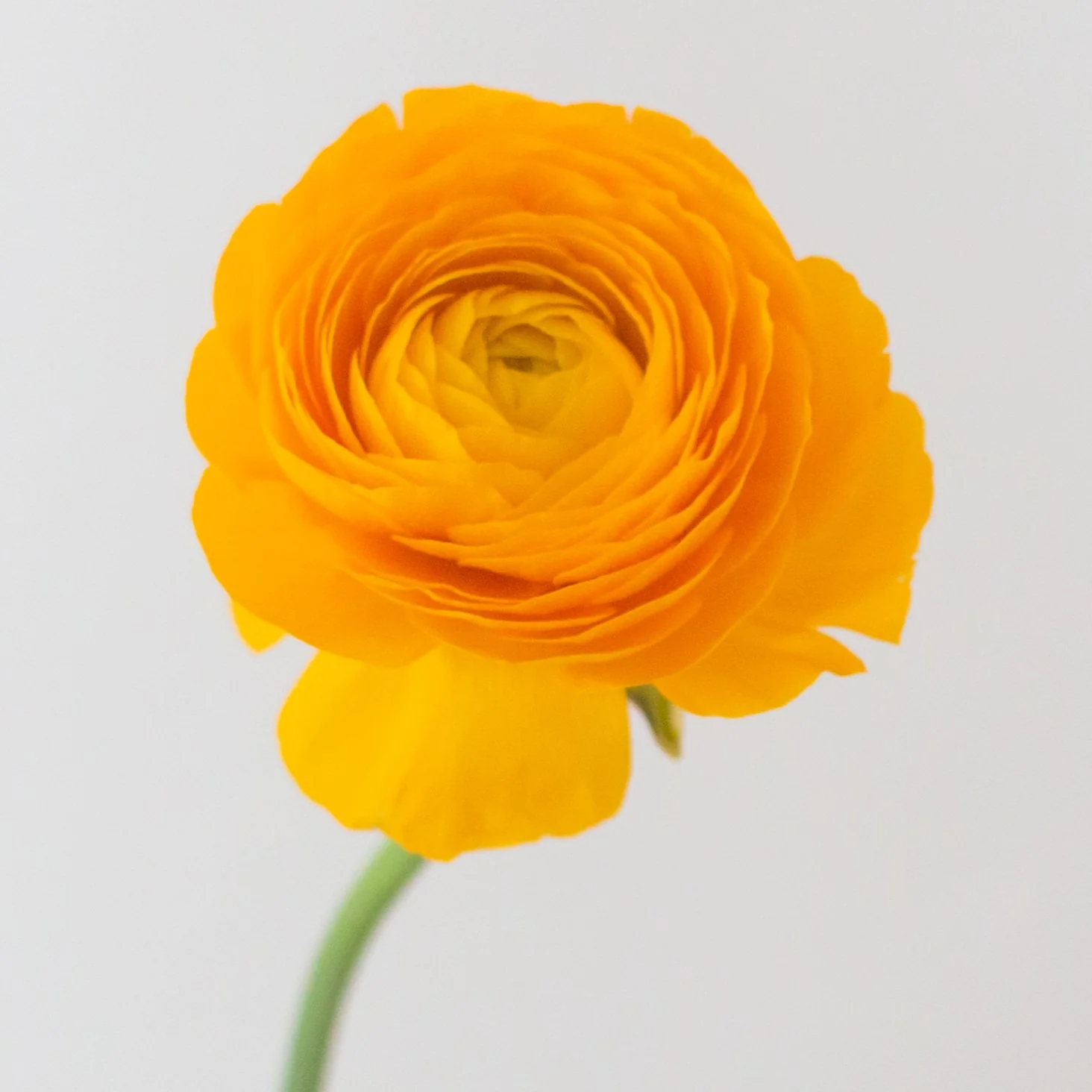 Build Your Own Ranunculus and Anemone Box (6 bunch minimum) - Image 6