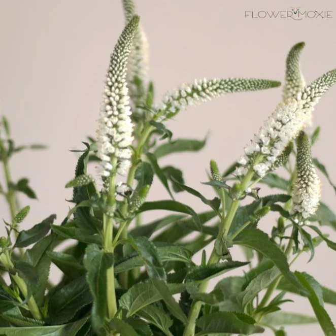 Build Your Own Wildflower Box (10 bunch minimum) - Image 51