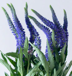 Build Your Own Wildflower Box (10 bunch minimum) - Image 52