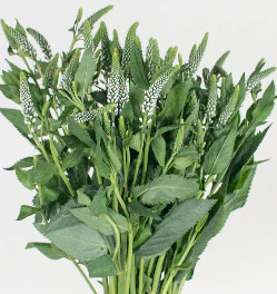 Build Your Own Wildflower Box (10 bunch minimum) - Image 54
