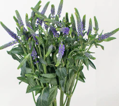 Build Your Own Wildflower Box (10 bunch minimum) - Image 55