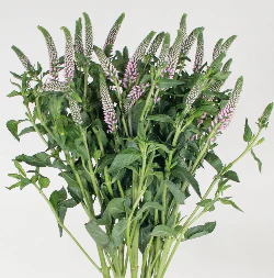 Build Your Own Wildflower Box (10 bunch minimum) - Image 56