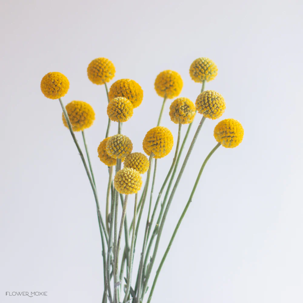 Build Your Own Wildflower Box (10 bunch minimum) - Image 60