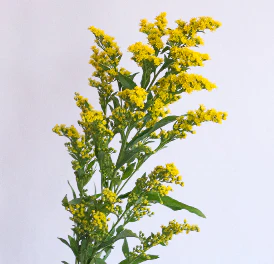 Build Your Own Wildflower Box (10 bunch minimum) - Image 61