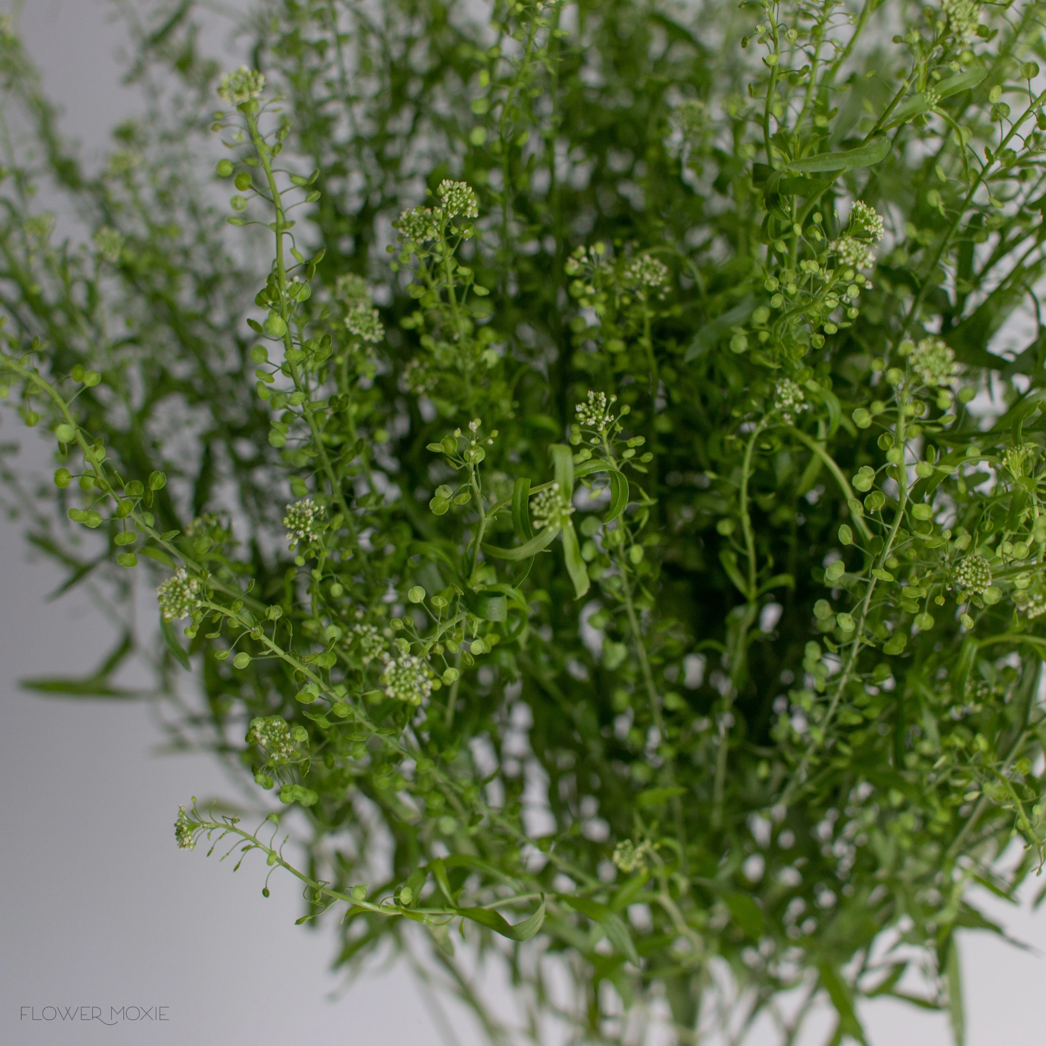 Build Your Own Wildflower Box (10 bunch minimum) - Image 63