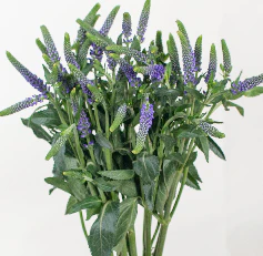 Build Your Own Wildflower Box (10 bunch minimum) - Image 78