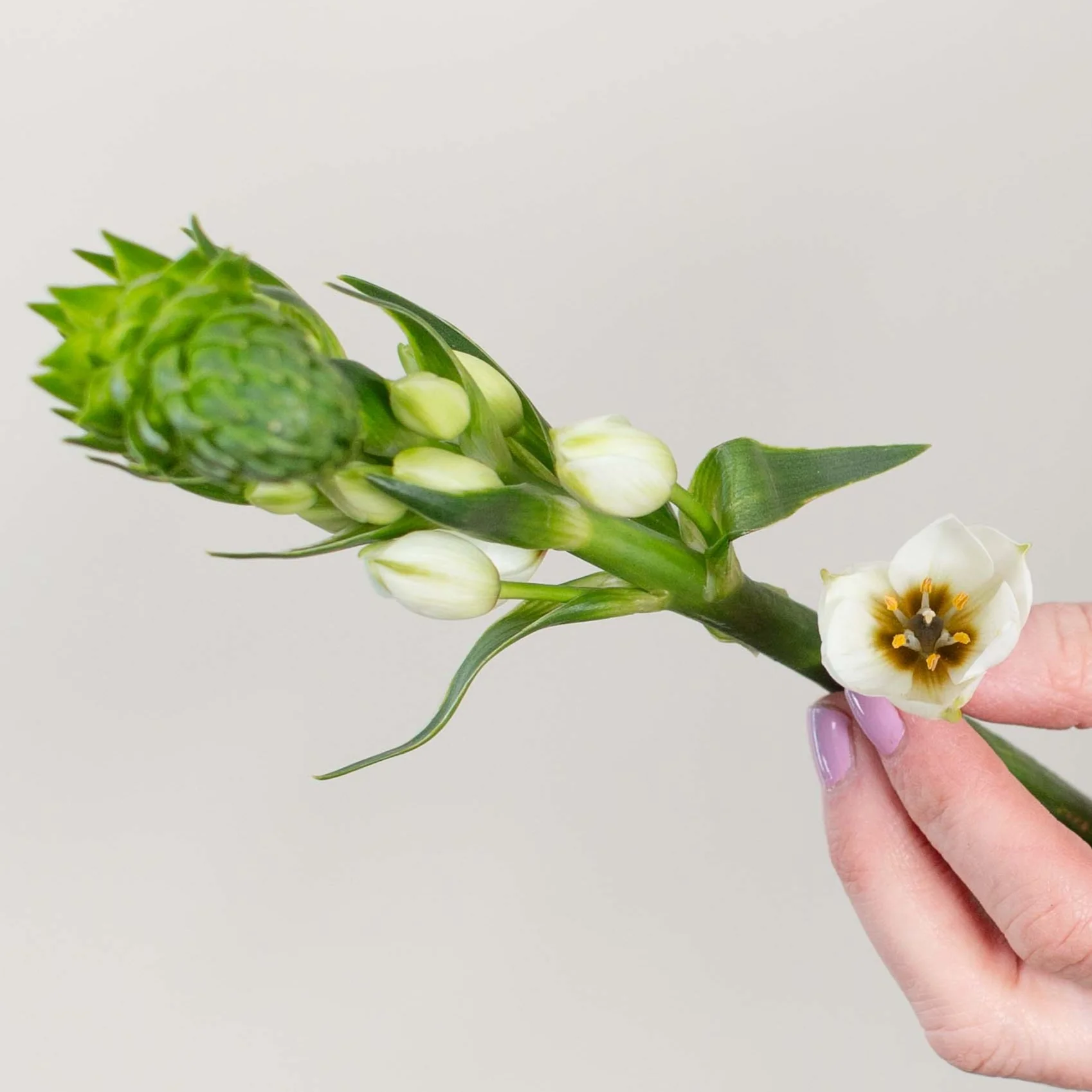 Build Your Own Wildflower Box (10 bunch minimum) - Image 81