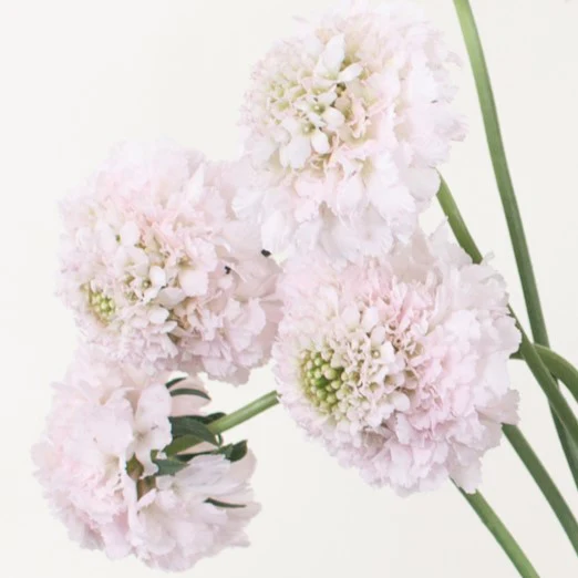 Build Your Own Wildflower Box (10 bunch minimum) - Image 82
