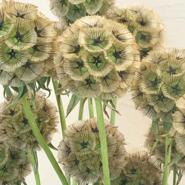 Build Your Own Wildflower Box (10 bunch minimum) - Image 84