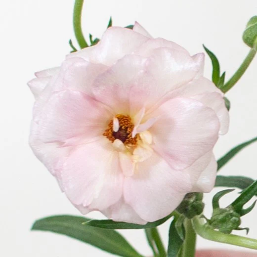Build Your Own Wildflower Box (10 bunch minimum) - Image 9