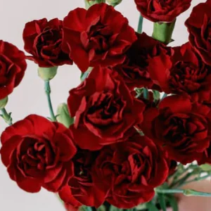 Build Your Own Carnation and Mini Carnation Box (5 bunch minimum)
