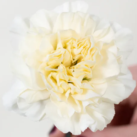 Build Your Own Carnation and Mini Carnation Box (5 bunch minimum) - Image 10