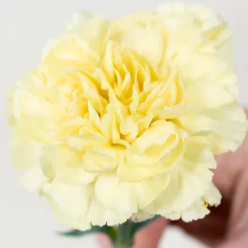Build Your Own Carnation and Mini Carnation Box (5 bunch minimum) - Image 11