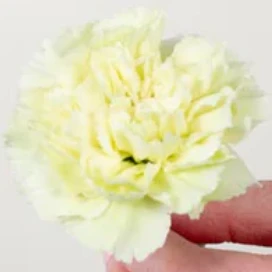 Build Your Own Carnation and Mini Carnation Box (5 bunch minimum) - Image 12