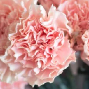 Build Your Own Carnation and Mini Carnation Box (5 bunch minimum) - Image 13