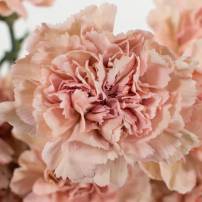 Build Your Own Carnation and Mini Carnation Box (5 bunch minimum) - Image 14