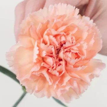 Build Your Own Carnation and Mini Carnation Box (5 bunch minimum) - Image 15