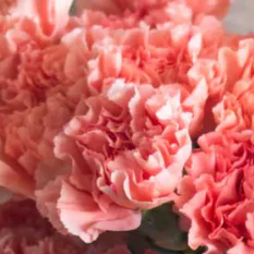 Build Your Own Carnation and Mini Carnation Box (5 bunch minimum) - Image 16