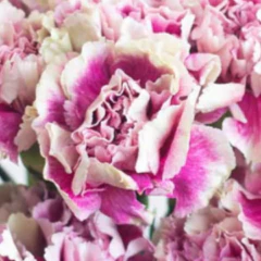 Build Your Own Carnation and Mini Carnation Box (5 bunch minimum) - Image 17