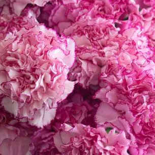 Build Your Own Carnation and Mini Carnation Box (5 bunch minimum) - Image 18