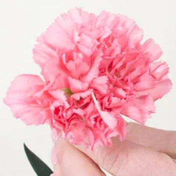 Build Your Own Carnation and Mini Carnation Box (5 bunch minimum) - Image 19