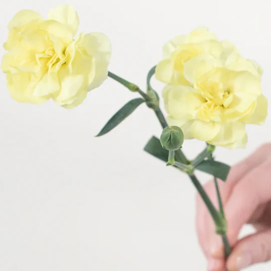 Build Your Own Carnation and Mini Carnation Box (5 bunch minimum) - Image 2