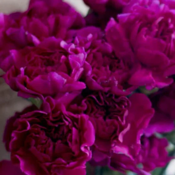 Build Your Own Carnation and Mini Carnation Box (5 bunch minimum) - Image 20