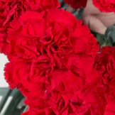 Build Your Own Carnation and Mini Carnation Box (5 bunch minimum) - Image 21