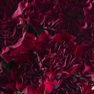Build Your Own Carnation and Mini Carnation Box (5 bunch minimum) - Image 22