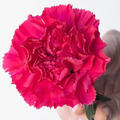 Build Your Own Carnation and Mini Carnation Box (5 bunch minimum) - Image 23