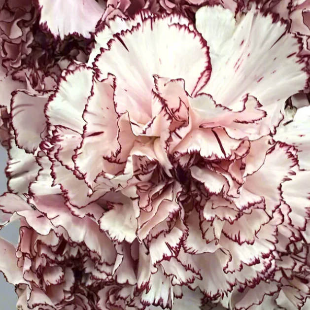 Build Your Own Carnation and Mini Carnation Box (5 bunch minimum) - Image 24