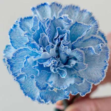 Build Your Own Carnation and Mini Carnation Box (5 bunch minimum) - Image 25