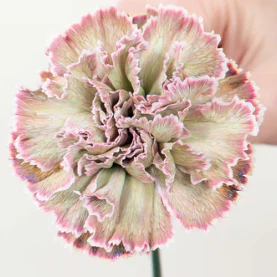 Build Your Own Carnation and Mini Carnation Box (5 bunch minimum) - Image 26