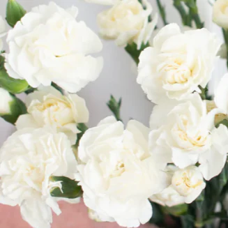Build Your Own Carnation and Mini Carnation Box (5 bunch minimum) - Image 27