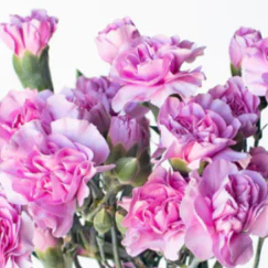Build Your Own Carnation and Mini Carnation Box (5 bunch minimum) - Image 28