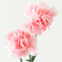 Build Your Own Carnation and Mini Carnation Box (5 bunch minimum) - Image 29