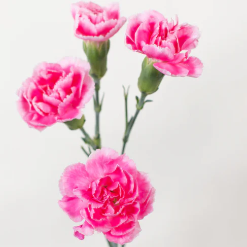 Build Your Own Carnation and Mini Carnation Box (5 bunch minimum) - Image 3