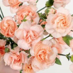Build Your Own Carnation and Mini Carnation Box (5 bunch minimum) - Image 30