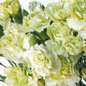 Build Your Own Carnation and Mini Carnation Box (5 bunch minimum) - Image 31