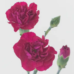 Build Your Own Carnation and Mini Carnation Box (5 bunch minimum) - Image 32