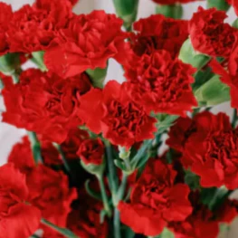 Build Your Own Carnation and Mini Carnation Box (5 bunch minimum) - Image 33