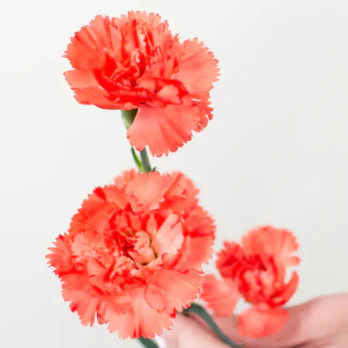 Build Your Own Carnation and Mini Carnation Box (5 bunch minimum) - Image 34