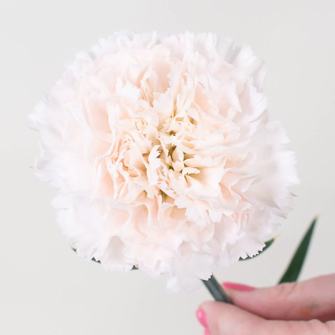 Build Your Own Carnation and Mini Carnation Box (5 bunch minimum) - Image 35