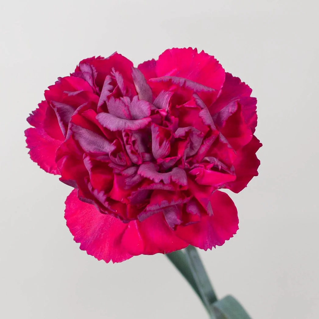 Build Your Own Carnation and Mini Carnation Box (5 bunch minimum) - Image 36