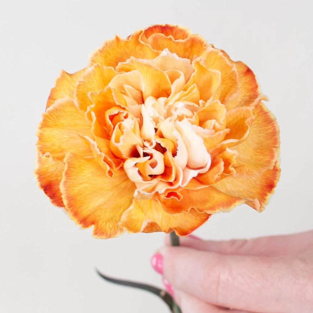 Build Your Own Carnation and Mini Carnation Box (5 bunch minimum) - Image 37