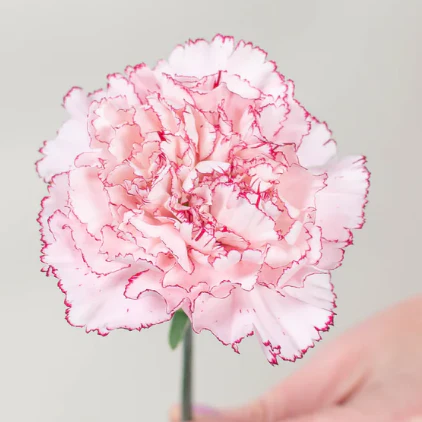 Build Your Own Carnation and Mini Carnation Box (5 bunch minimum) - Image 38
