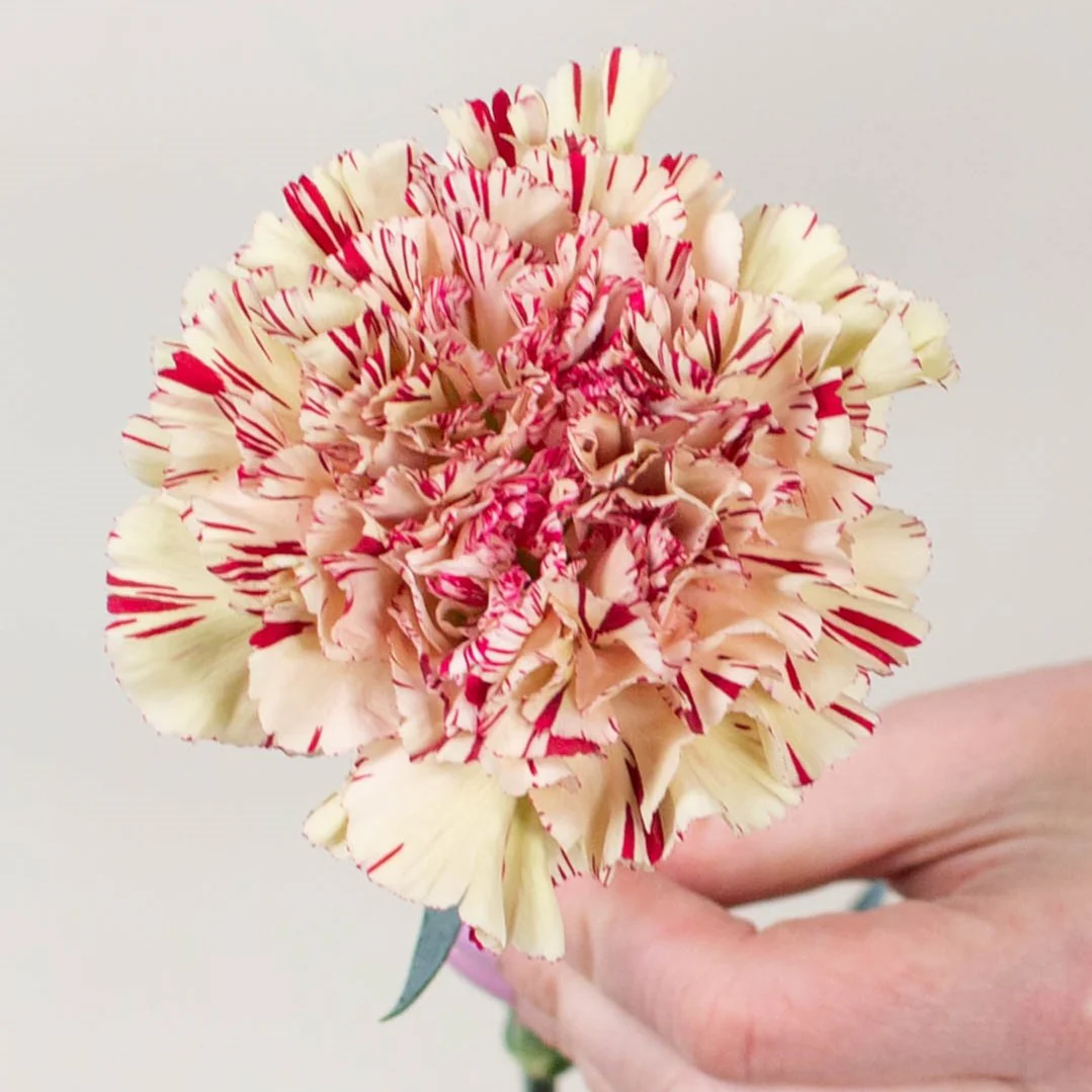 Build Your Own Carnation and Mini Carnation Box (5 bunch minimum) - Image 39