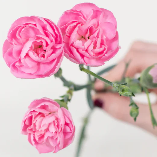 Build Your Own Carnation and Mini Carnation Box (5 bunch minimum) - Image 4